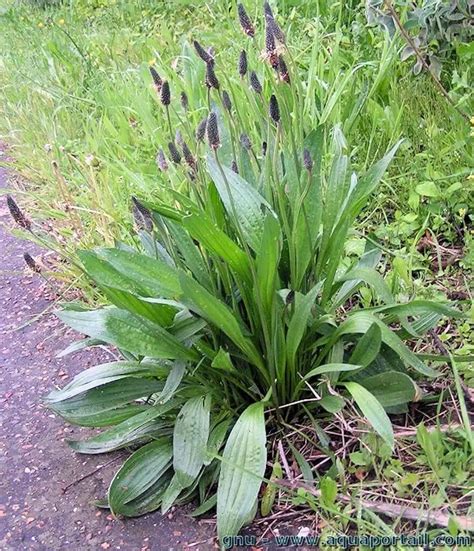 Planta (plantago lanceolata)